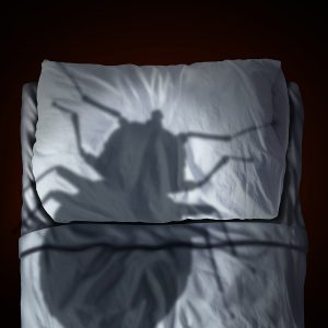 where do bed bugs hide